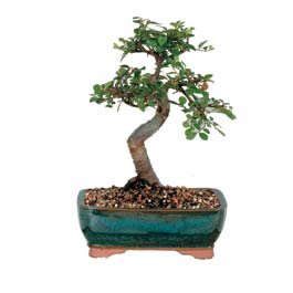  Gaziantep hediye iek yolla  ithal bonsai saksi iegi  Gaziantep iek gnderme sitemiz gvenlidir 